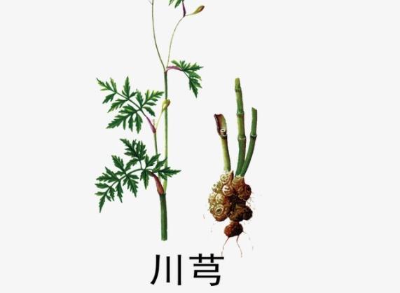 吃川穹能治疗头痛吗 怎么吃川穹治疗头痛-小麦知识