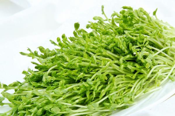 豌豆苗是发物吗 豌豆苗有哪些营养价值-小麦知识