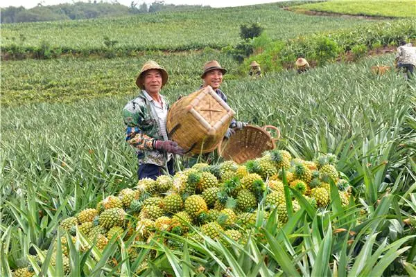 徐闻的菠萝一年四季都有吗 徐闻的菠萝什么时候成熟-小麦知识