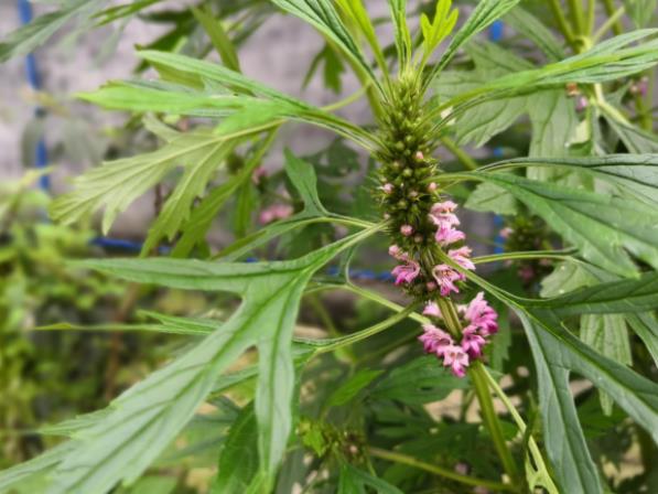 吃益母草催经几天起效 建议吃5-7天左右即可-小麦知识