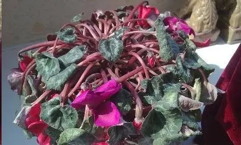 丢在垃圾桶的鲜花能捡回来吗 捡回来的花怎么养-小麦知识