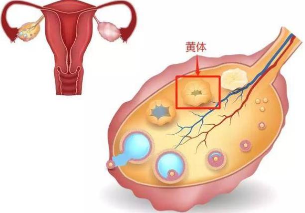 黄体破裂影响以后生育吗 黄体破裂是怎么回事-小麦知识