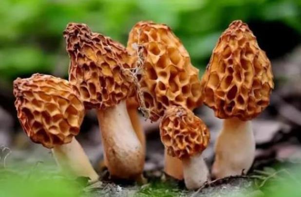 蘑菇炒多久能熟 不超过10分钟看火候-小麦知识
