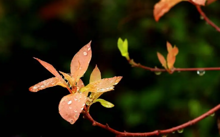 2023清明节不下雨好不好有啥预兆 清明节天气有什么讲究-小麦知识