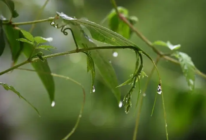 2023年南京有梅雨季节吗 南京梅雨季节该怎么度过-小麦知识