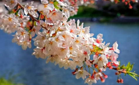 2023年南京清明节还有樱花吗 去南京看樱花最佳时间是几月-小麦知识