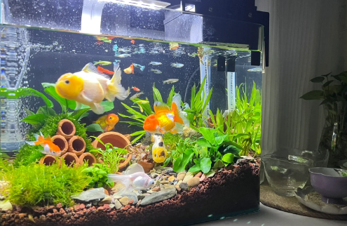 风水鱼养什么鱼最好 风水鱼养几条好旺财-小麦知识