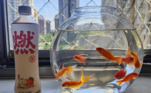 风水鱼养什么鱼最好 风水鱼养几条好旺财-小麦知识