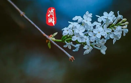 2023清明节开门做生意好吗 清明节是不是开市吉日-小麦知识