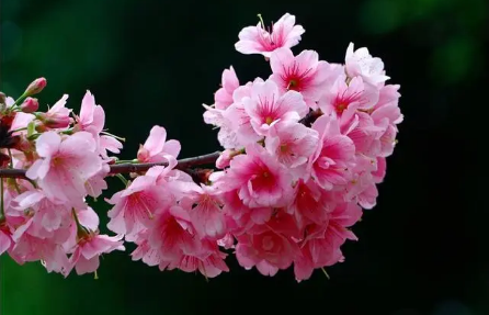 去武汉东湖看樱花穿什么衣服合适 去东湖看樱花哪个时间段最适合拍照-小麦知识