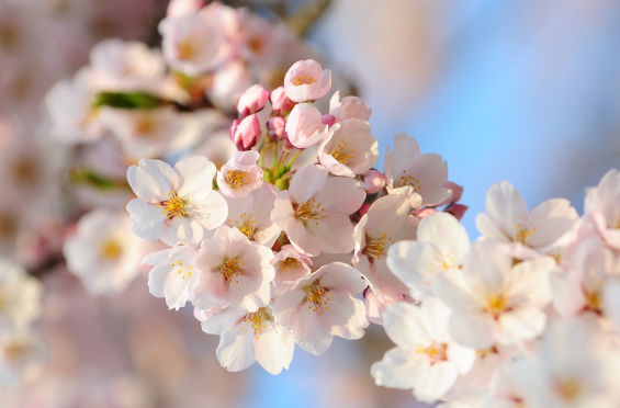 2023年清明节还有樱花开吗 2023年清明节樱花谢了吗-小麦知识