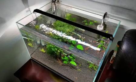 手上有香味能往鱼缸放水吗 手上有香味能不能直接能往鱼缸放水-小麦知识
