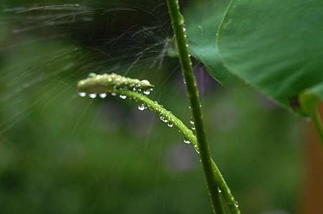 2023年苏州什么时候入梅 苏州梅雨季节持续多久-小麦知识