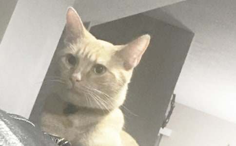 小猫的说明文作文-小麦知识
