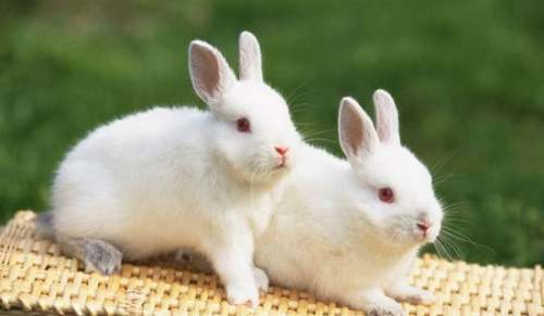 描写兔子的段落-小麦知识