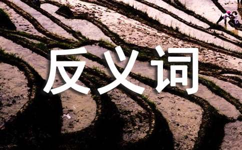 悲痛的反义词-小麦知识
