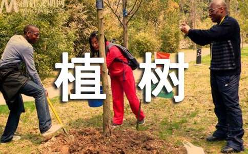 植树作文-小麦知识
