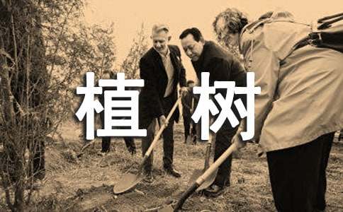 植树的作文-小麦知识