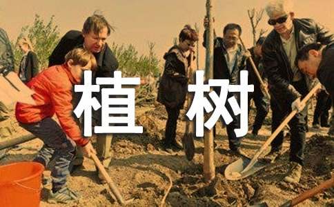 植树的作文600字-小麦知识