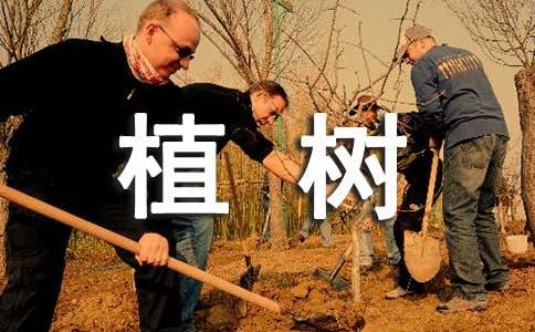 去植树作文300字-小麦知识