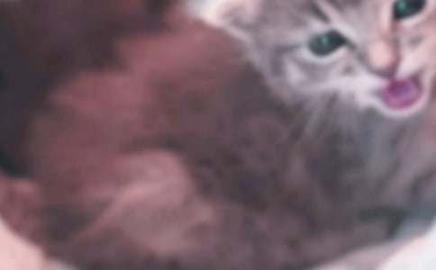 可爱的小猫的作文-小麦知识