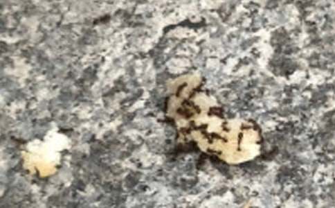 《上天的蚂蚁》续写作文-小麦知识