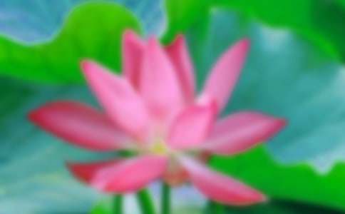 写荷花的作文-小麦知识
