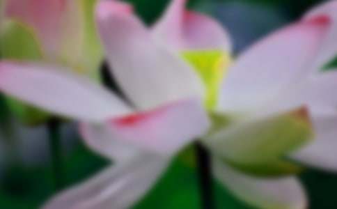 写荷花的作文300字-小麦知识