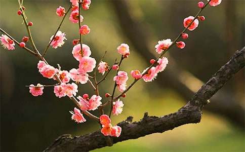 写的梅花作文400字-小麦知识