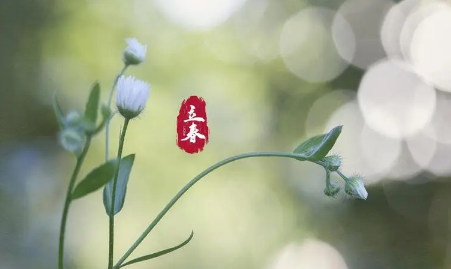 今年立春为什么这么晚2023 今年立春晚好还是不好-小麦知识