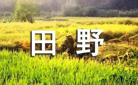描写田野的作文-小麦知识