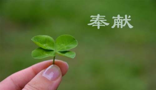 奉献作文300字-小麦知识