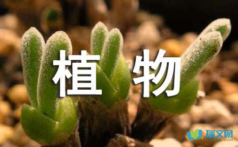 小升初作文指导：怎样写植物-小麦知识