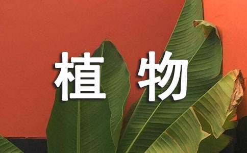 观察植物的日记-小麦知识