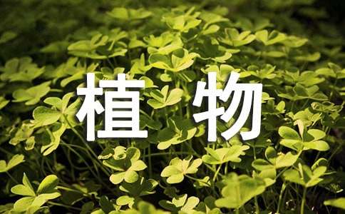 小学生植物观察日记-小麦知识