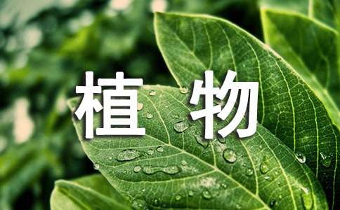 高中第五册三单元作文:保护植物链-小麦知识