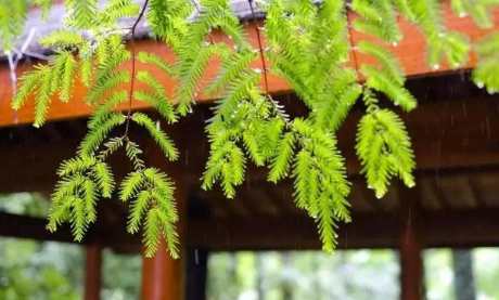 2023年上海梅雨季节有多少天 上海黄梅天一般持续多久-小麦知识