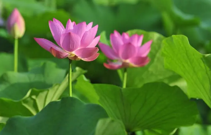 2023年夏至过后能种南瓜吗 南瓜什么时候种植最好-小麦知识