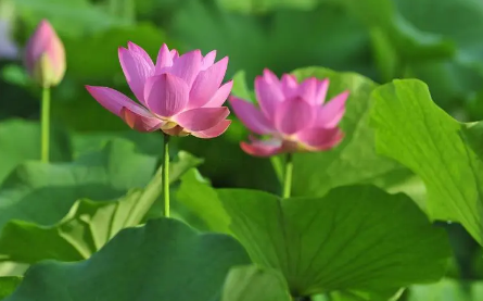 2023年夏至过后能种南瓜吗 南瓜什么时候种植最好-小麦知识