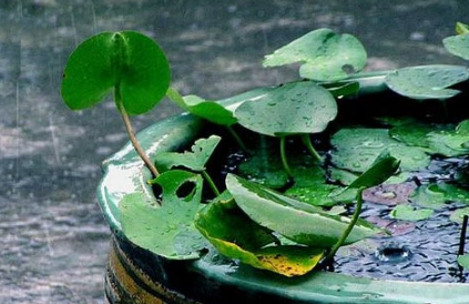 2023年重庆有梅雨季节吗 重庆梅雨季节什么时间-小麦知识