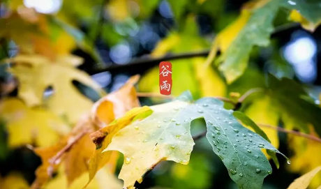 2023谷雨可以去寺庙吗 2023谷雨是不是祈福好日子吗-小麦知识