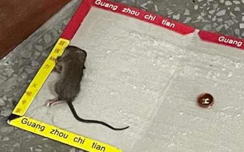 粘住一只老鼠会引来更多的吗 粘鼠板是不是太残忍了-小麦知识
