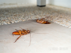 倒流香能驱蟑螂吗 倒流香可以驱蟑螂吗-小麦知识