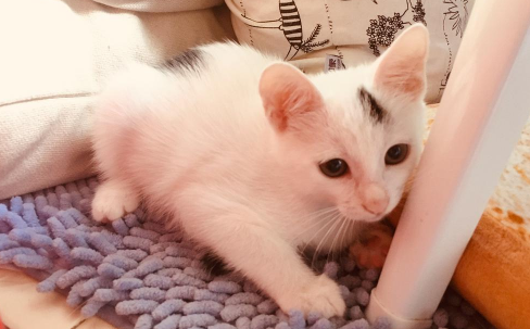 被2个月小奶猫抓破皮了要打针吗 被2个月小奶猫抓破皮了怎么办-小麦知识