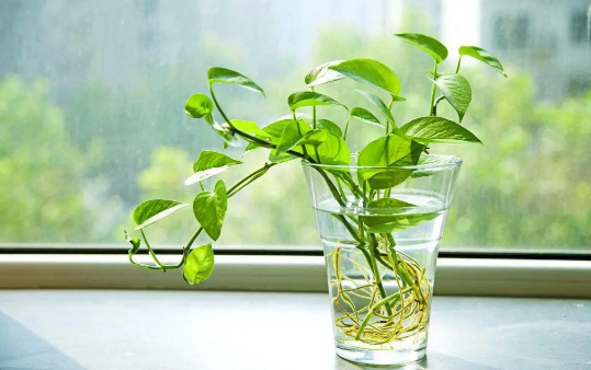 绿萝是喜阴还是喜阳植物 绿萝喜欢阳光吗-小麦知识