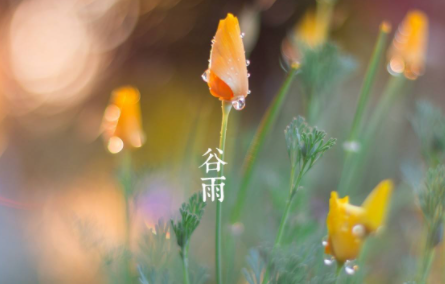 谷雨几点几分出来2023 哪年谷雨是4月21号-小麦知识