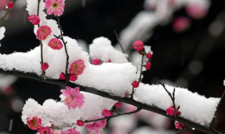 春分后下雪什么兆头2023 春分下雪好吗-小麦知识