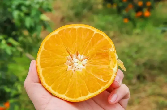 盐蒸橙子用什么橙子效果好 盐蒸橙子用的是哪一种橙子-小麦知识