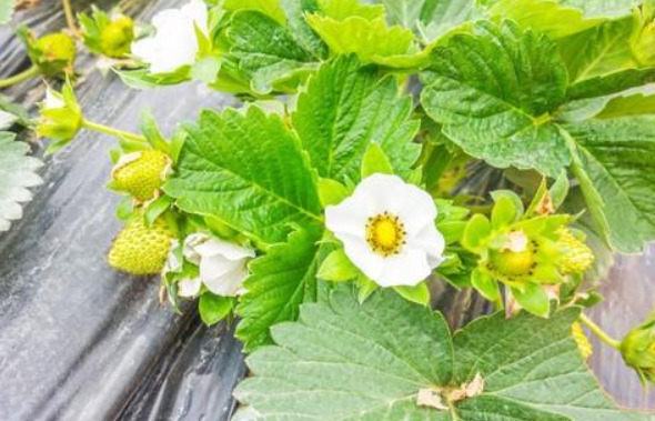 草莓苗期如何施肥 草莓种植需要注意什么-小麦知识