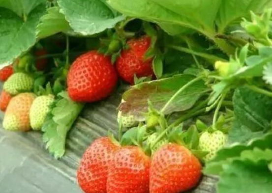 草莓苗期如何施肥 草莓种植需要注意什么-小麦知识